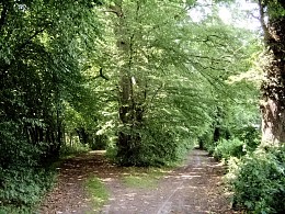 Laubwald © UGW